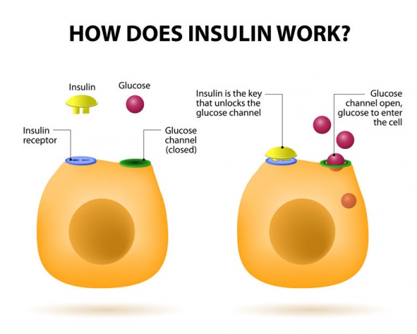 How insulin works as it relates to glucose and diabetes