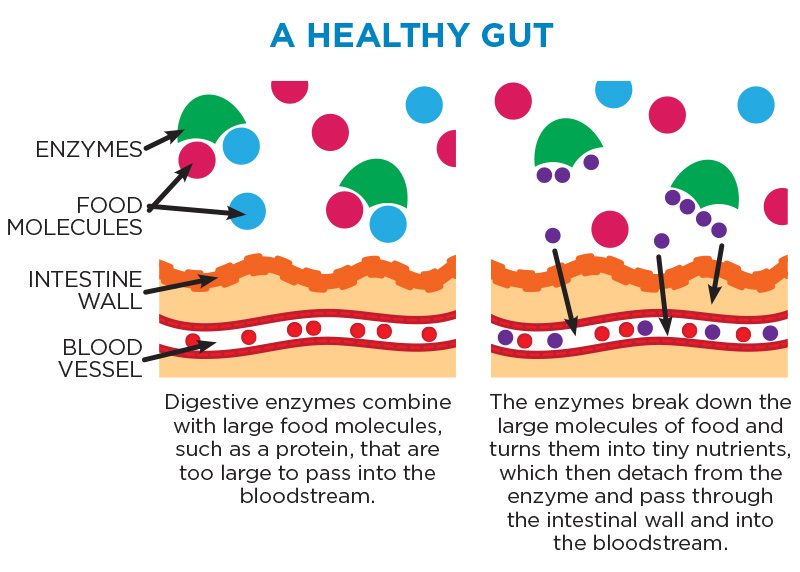 infographic showing how to lower blood sugar quickly and how a healthy gut looks