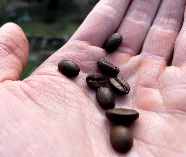 Coffee bean picture to show that it is okay to drink coffee before a workout