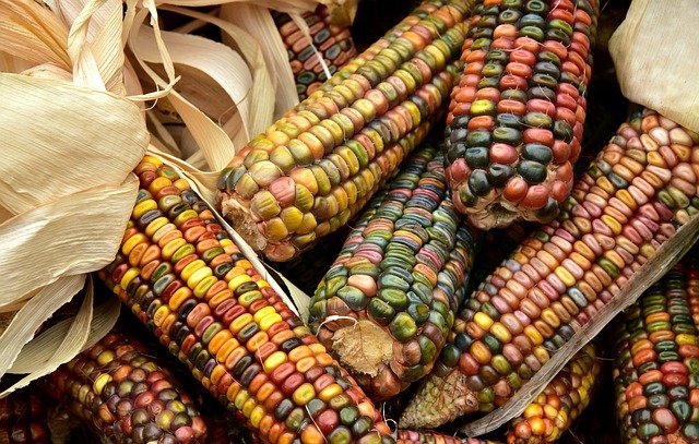 A picture of healthy multicolored corn to show that the indigenous peoples had the healthiest corn