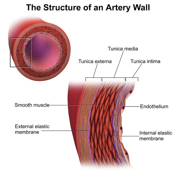 A cross section of an artery displaying the sub endothelial space/