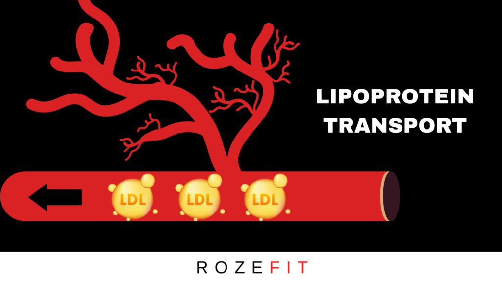 A graphic of LDL molecules being transported in an artery with text that reads "lipoprotein transport"