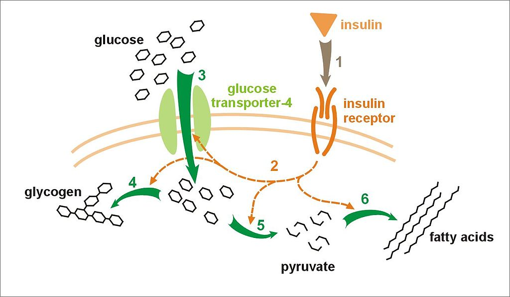 A picture of insulin signaling.