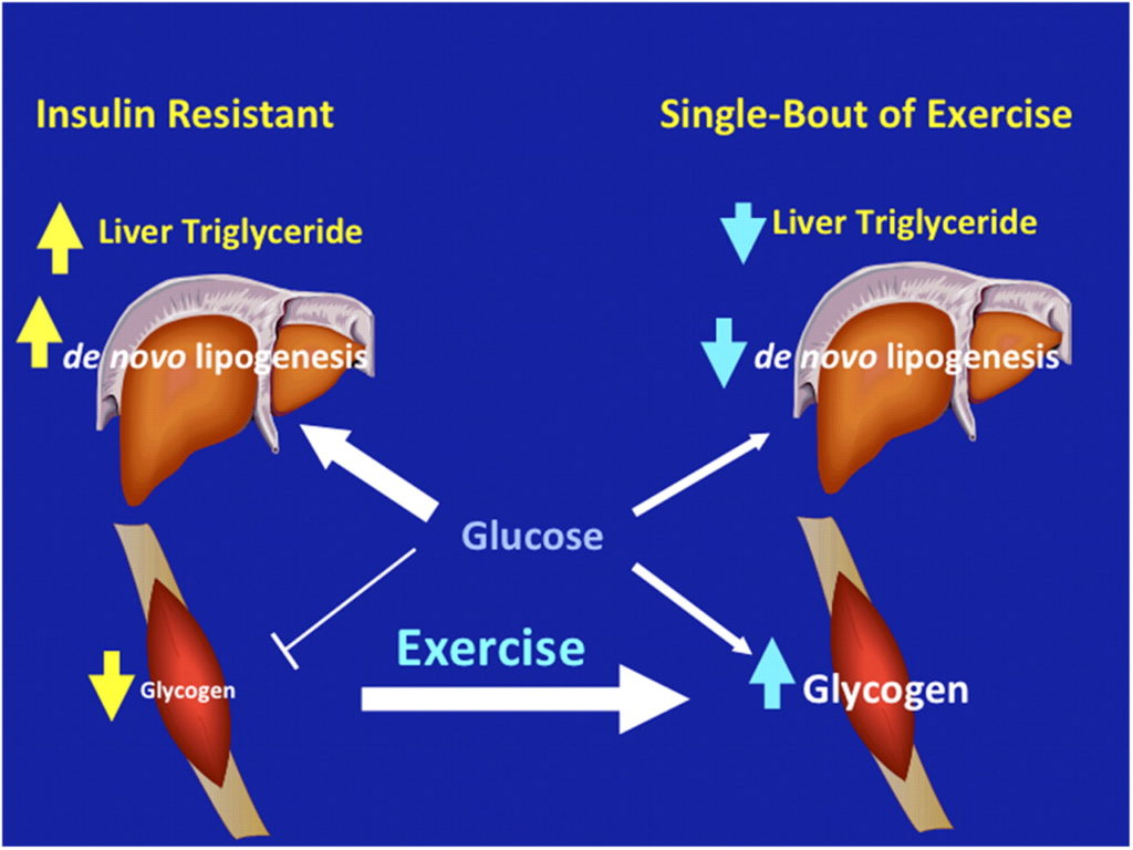 infographic explaining the findings from Gerald Shulman's study on exercise & glucose transport.