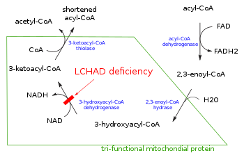 A diagram of beta oxidation