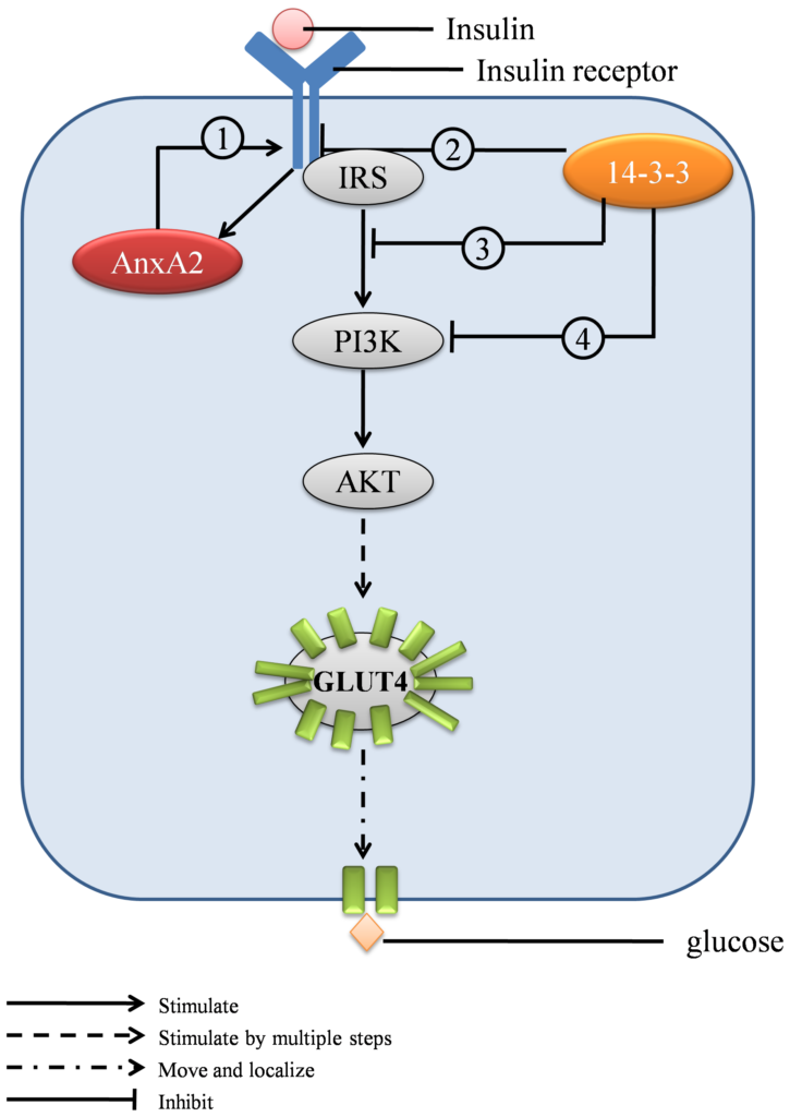 infographic of insulin signaling