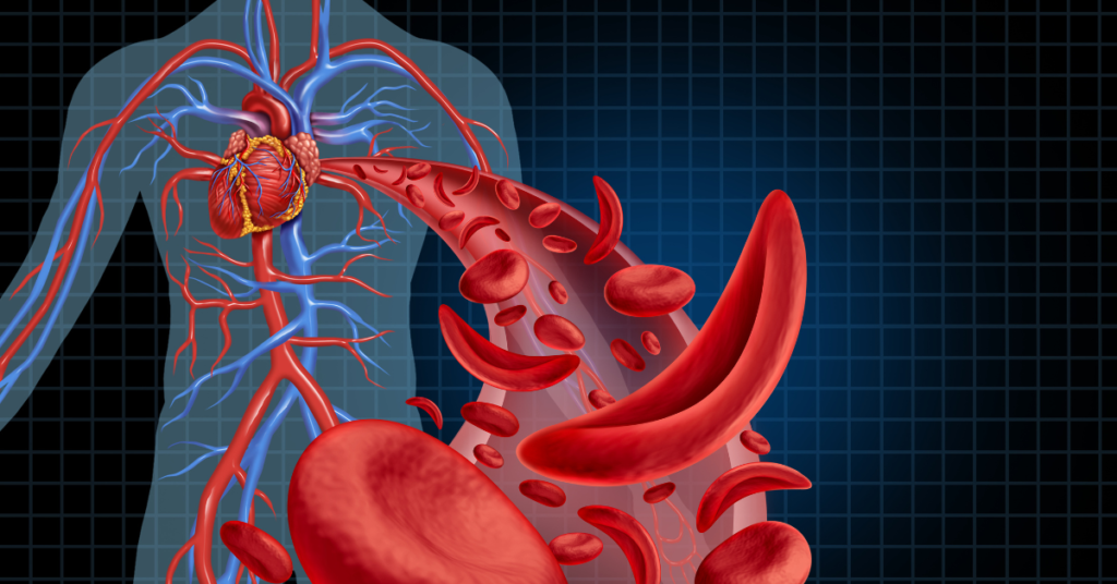 An animated picture of a heart and vascular system with red blood cells. 