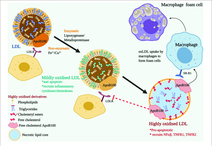 LDL particles being oxidized and scavanged by macrophages.