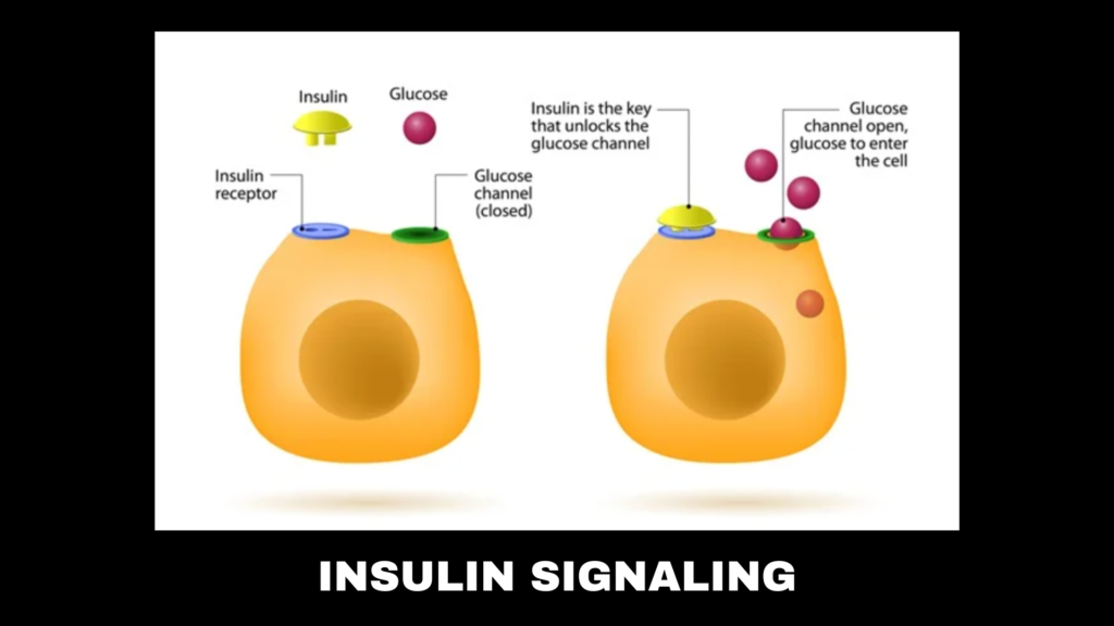 An infographic showing how insulin acts as the key to unlock the glucose channel in a cell.