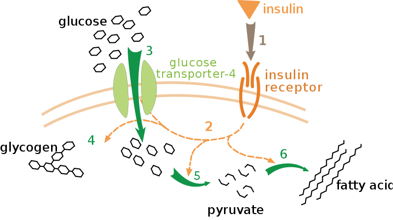 An infographic of insulin mediated glucose uptake.