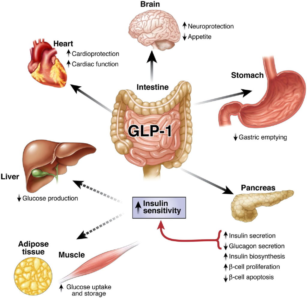 An infographic showing how GLP-1 works on various organ systems.