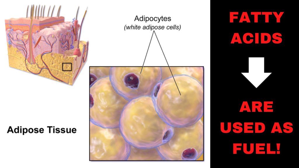 A graphic of adipose tissue with text that reads "fatty acids are used as fuel"