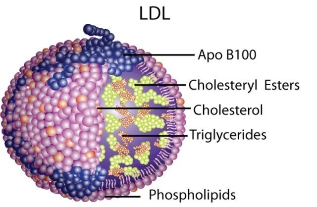 A graphic of a lipoprotein with the major structures labeled.